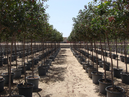 Schinus terebinthifolius